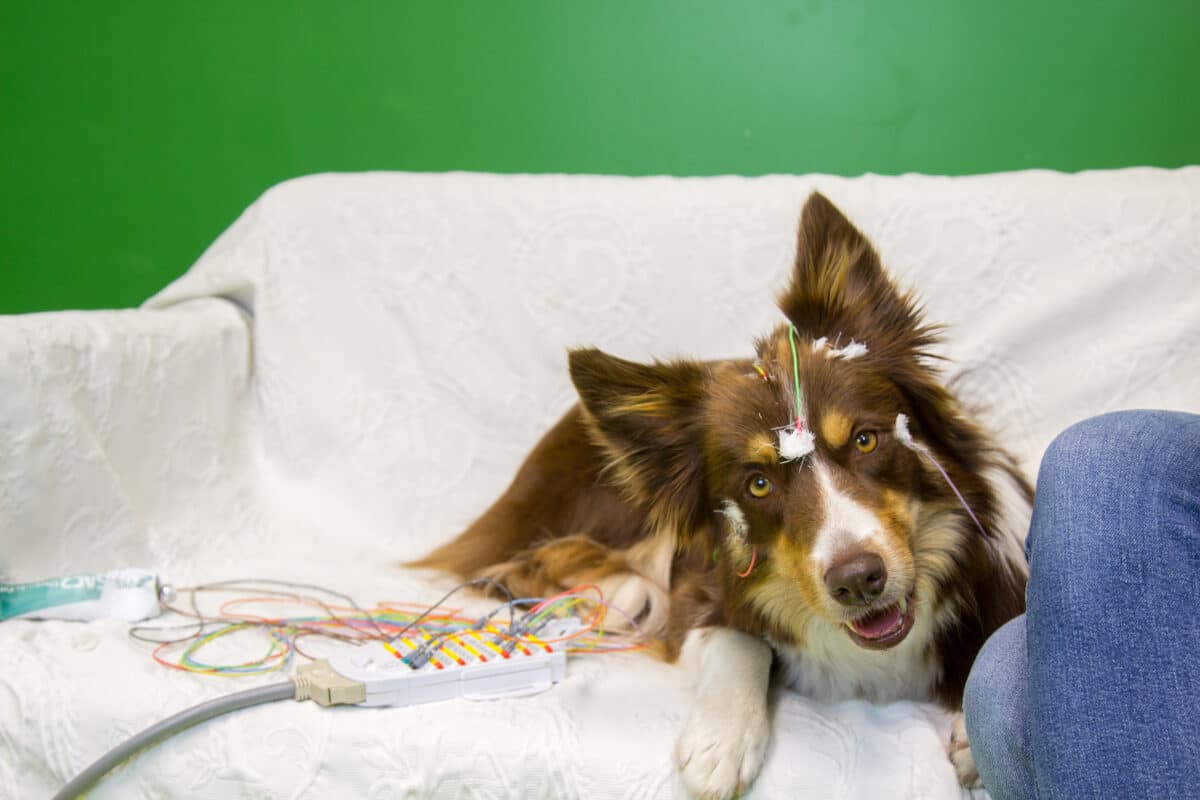 dog with electrodes