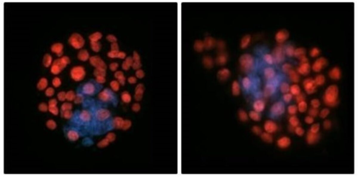 Exposure to zero gravity appeared to modify the number of fetal cells within the embryo.