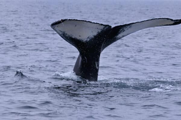 Tail fluke of a female humpback whale traveling near Twillingate Newfoundland