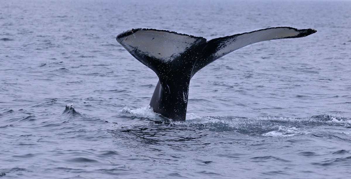Tail fluke of a female humpback whale traveling near Twillingate Newfoundland