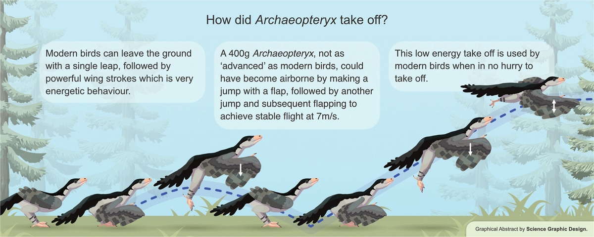 Graphical abstract the stages of Archaeopteryx attempting flight.