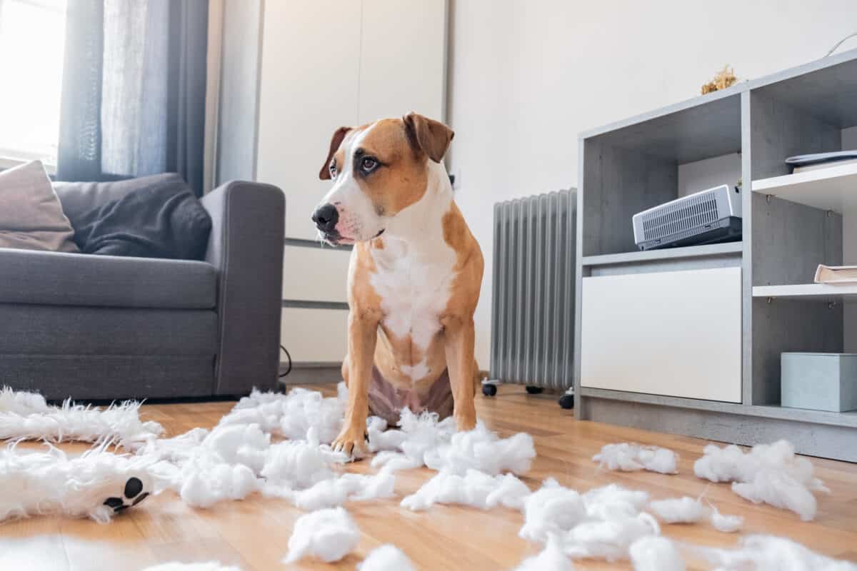 Guilty dog look
