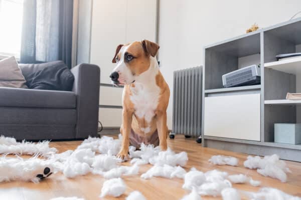 A dog gives the "guilty look" after shredding a teddy bear