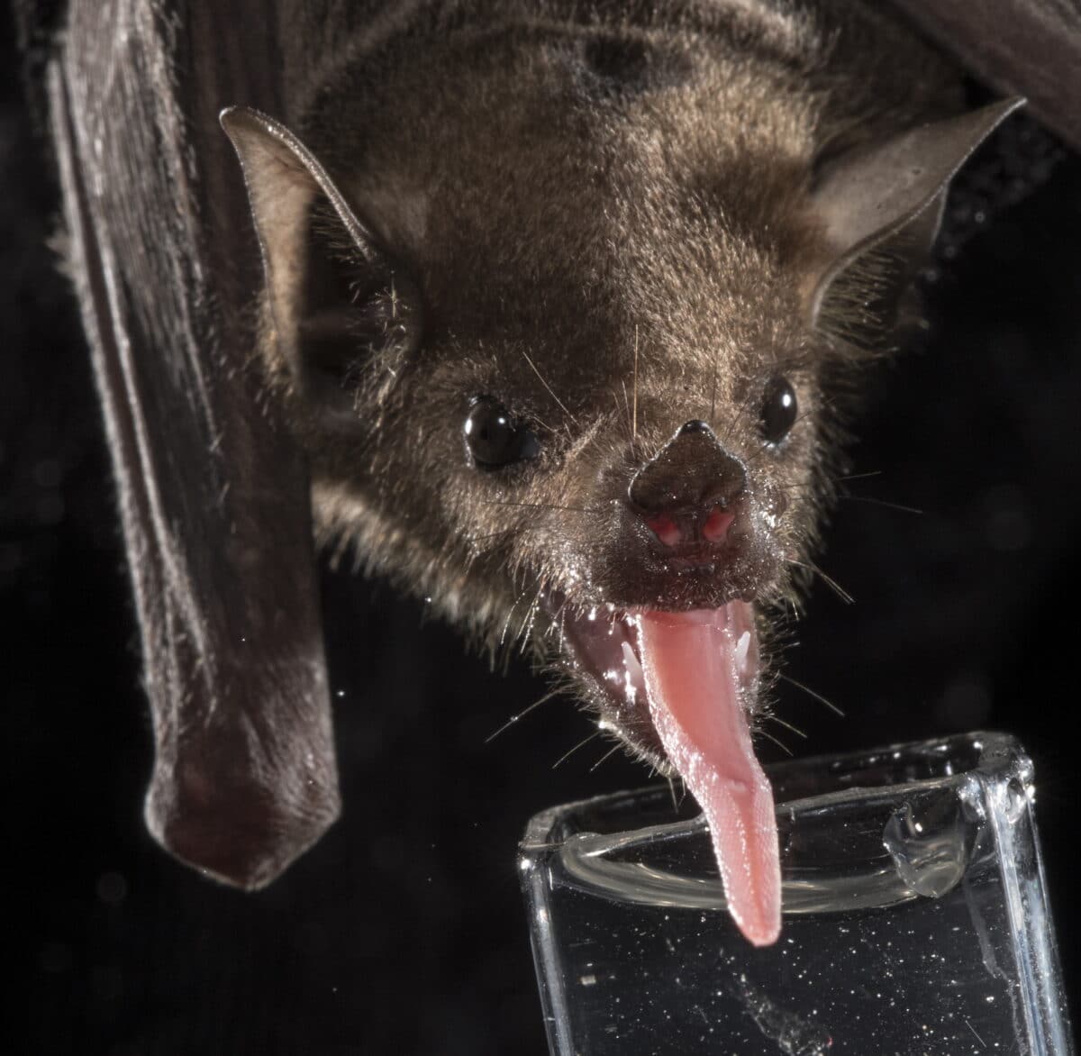 bat