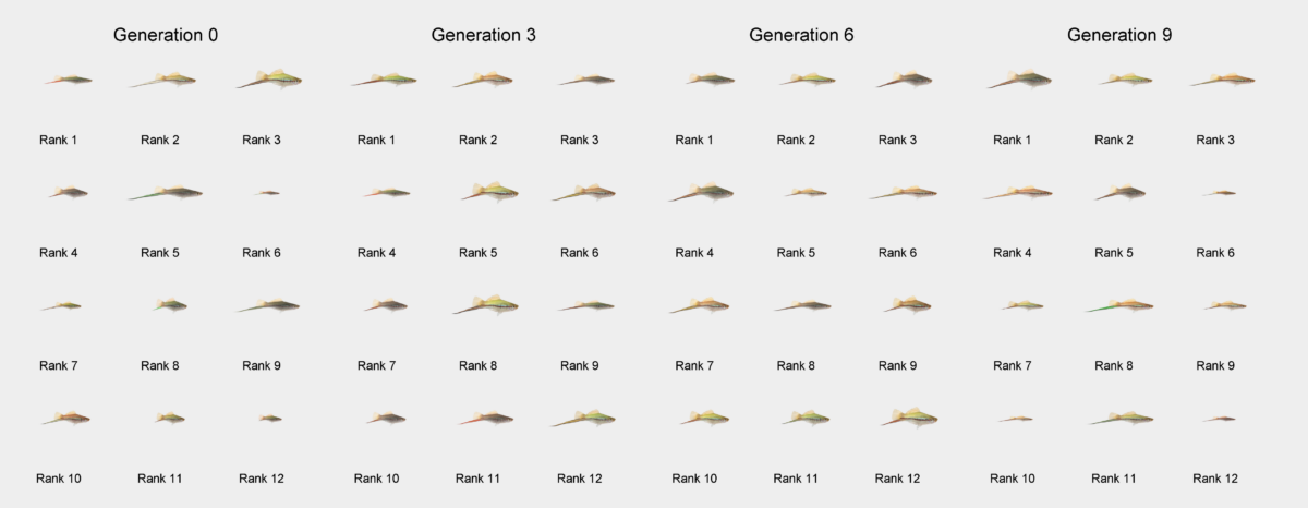 fish evolution