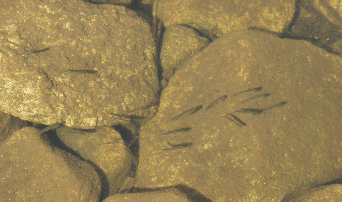 Minnows