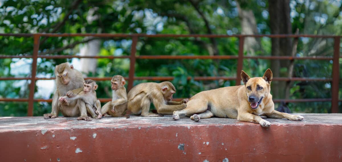 A group of monkeys and a dog grooming each other