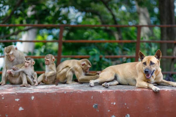 A group of monkeys and a dog grooming each other