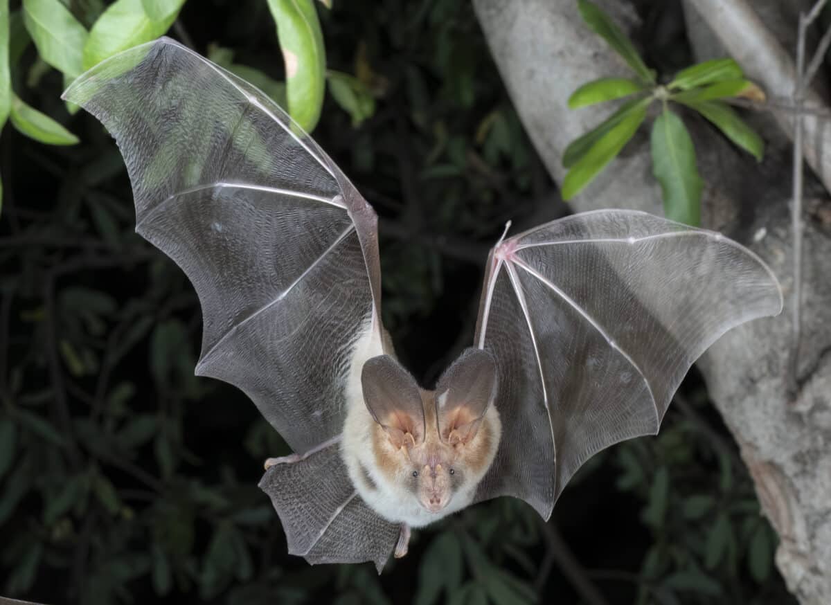 Nyctiers thebacia, Egyptian slit-faced bat Credit_ Brock & Sherri Fenton