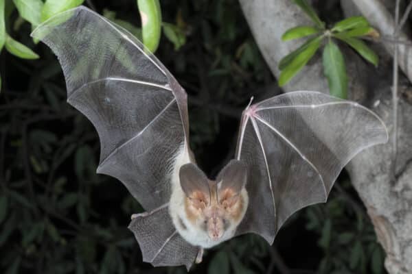 egyptian bat
