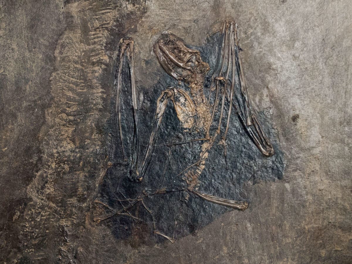 bat fossil
