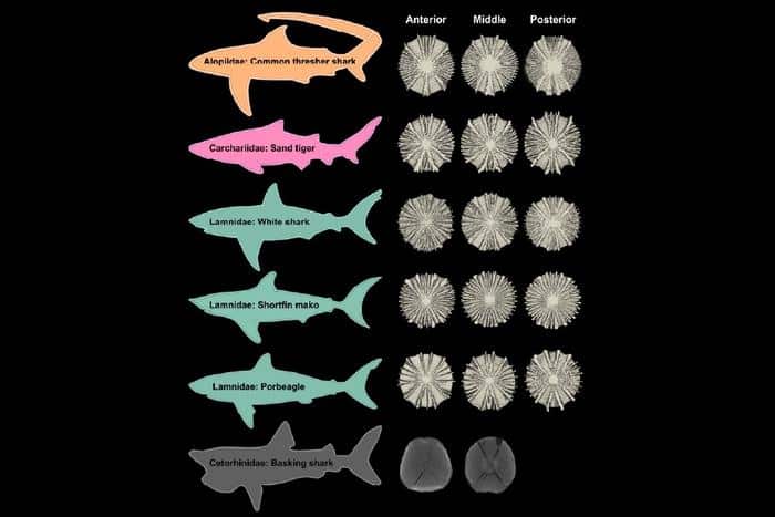 By examining the vertebrae of six shark species, researchers discovered that the spine is far more than a flexible support column. It’s a finely engineered biomechanical system designed to maximize strength, flexibility and swimming efficiency.