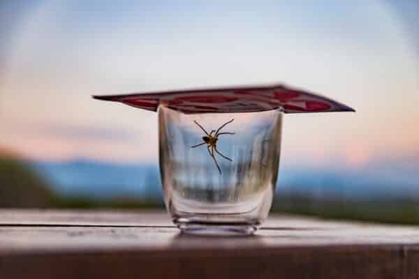 Experts say trapping a house spider in a cup and moving it outside will not save its life.
