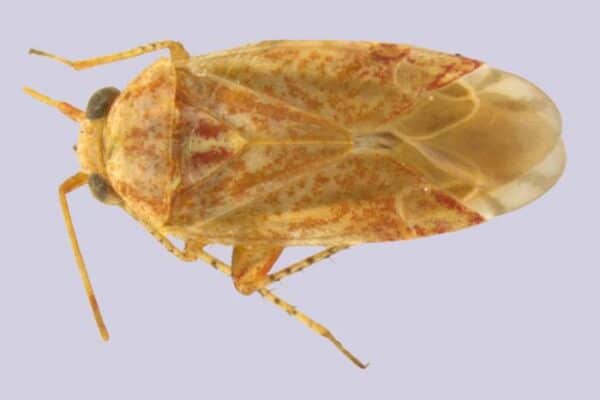 Pic of a new yellowish bug species with brown spots called Swiftiephylus amator after Taylor Swift