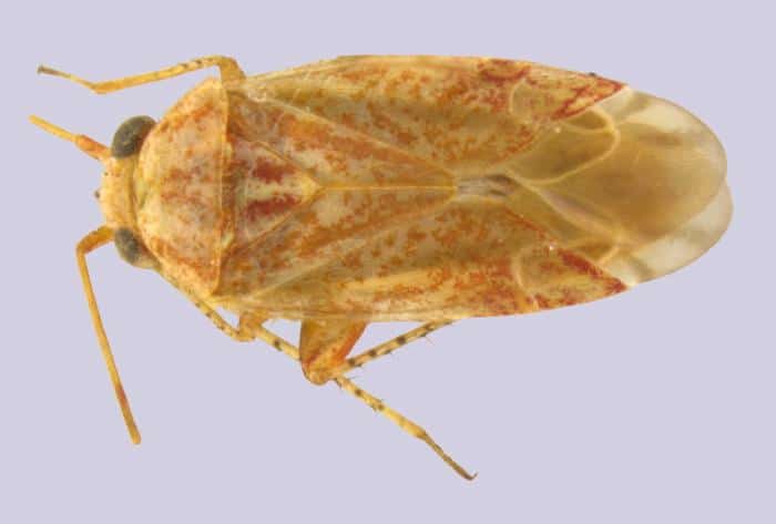 Taylor Swift Bug
