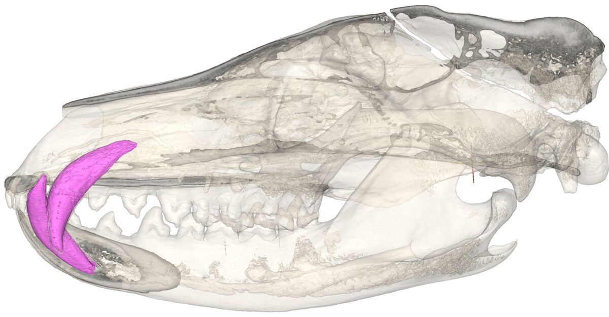 Thylacine_AMNH35244
