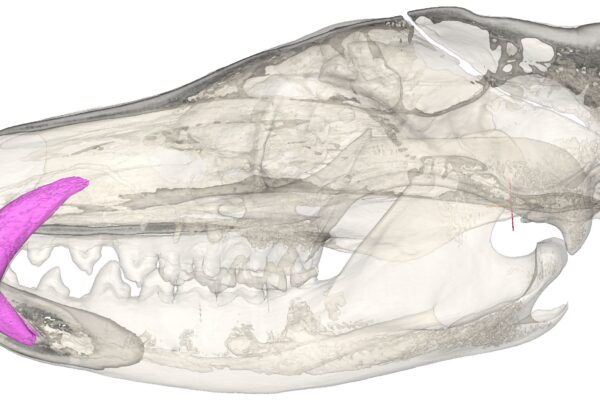Tasmanian tiger
