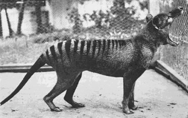 Tasmanian tiger
