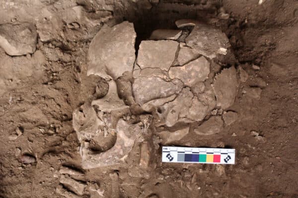 betel nut skull