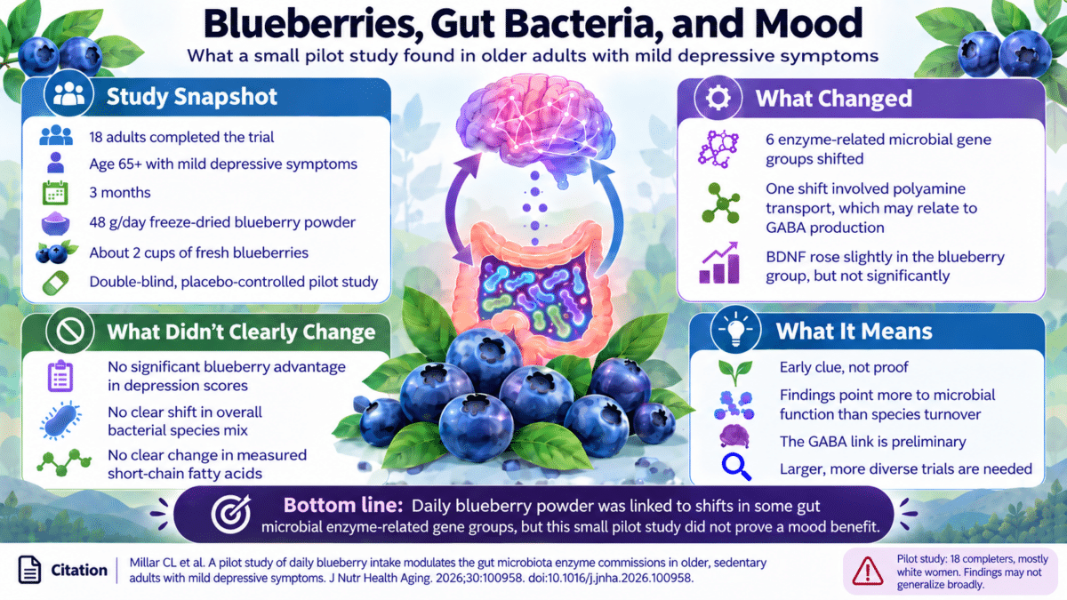 blueberry infographic