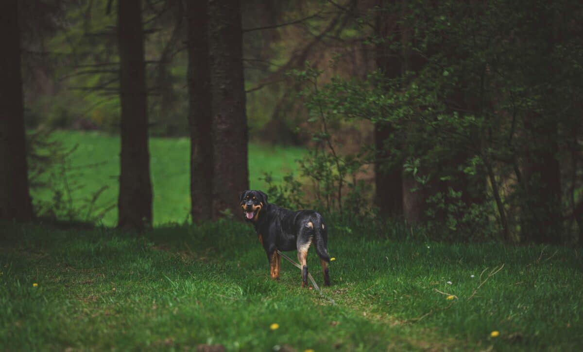 dog in nature