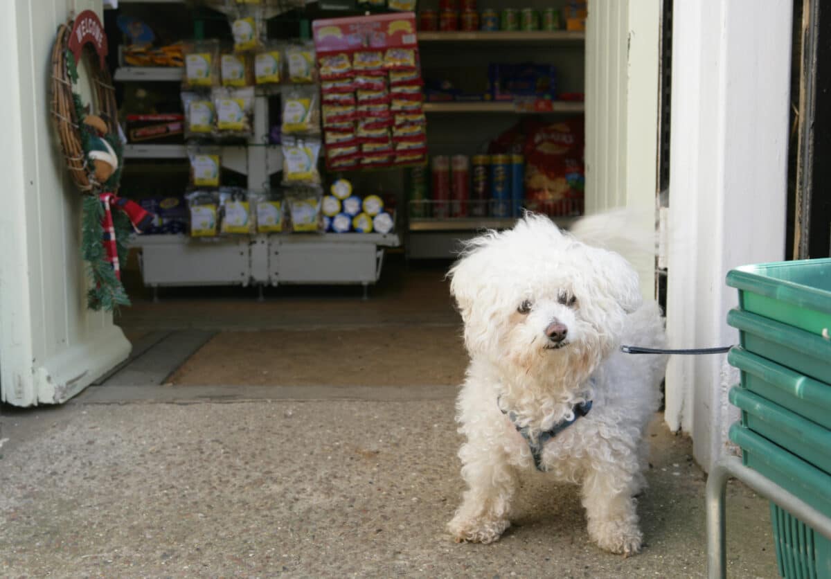 Bichon Frise