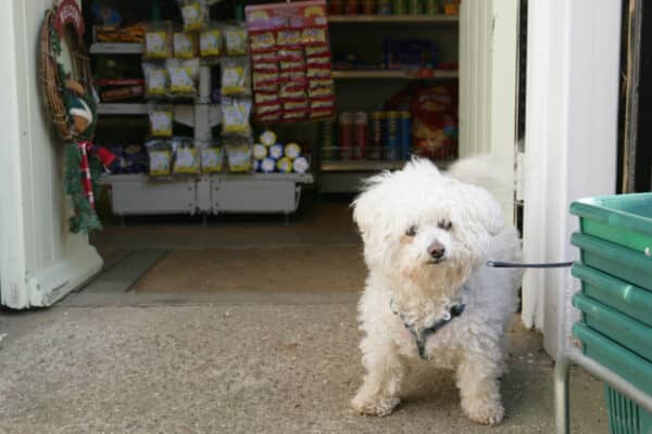 dog leash outside