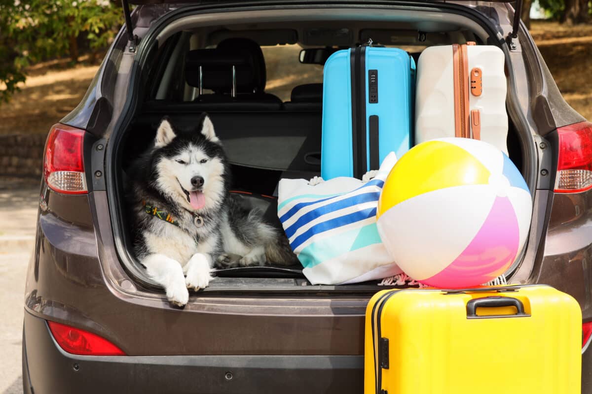 dog road trip
