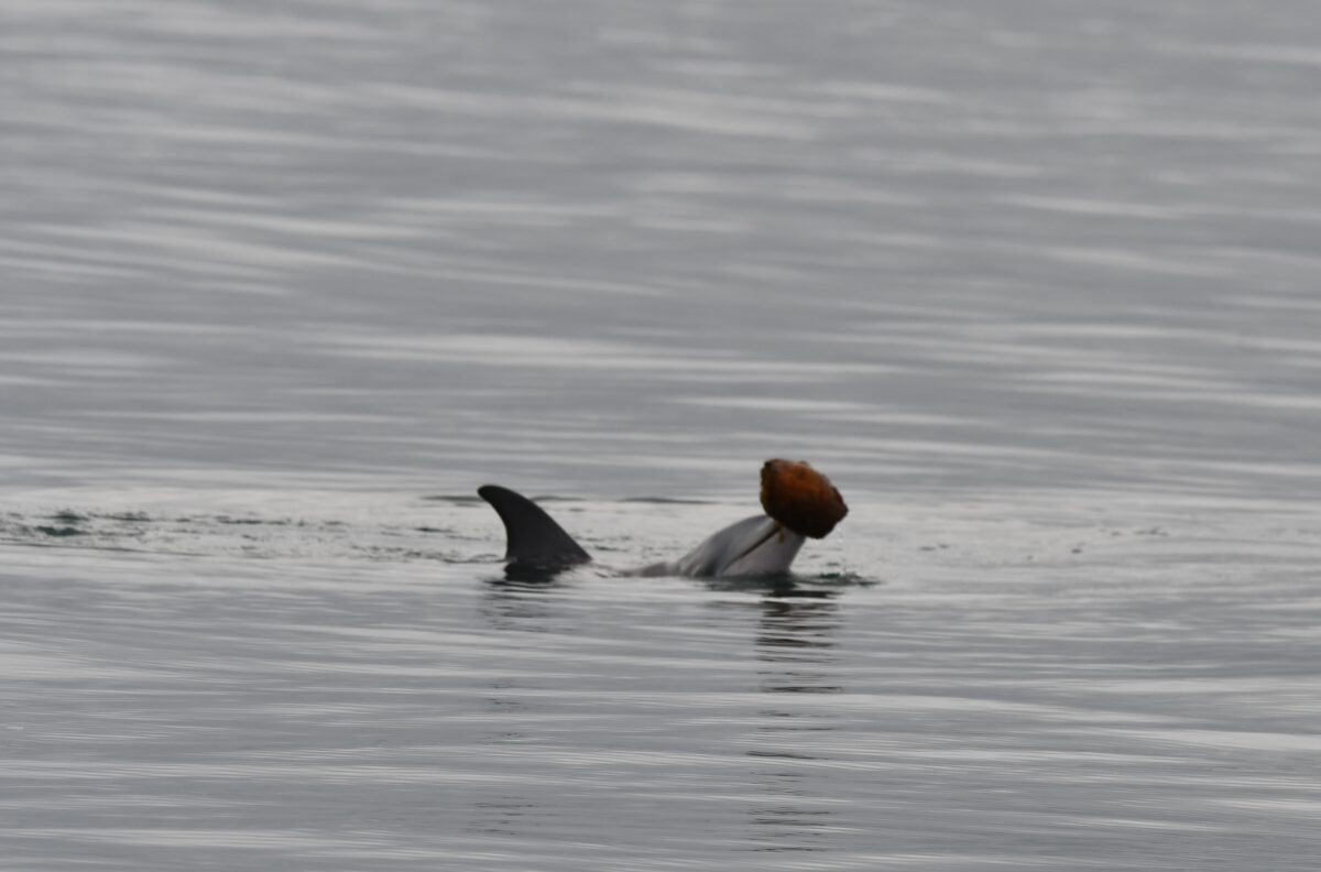 dolphin calf