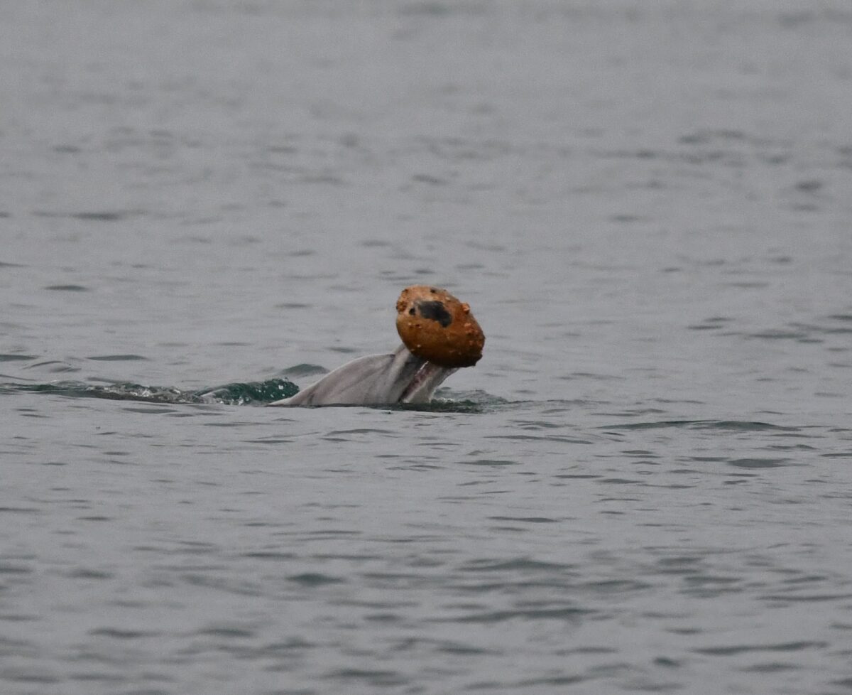 dolphin shell
