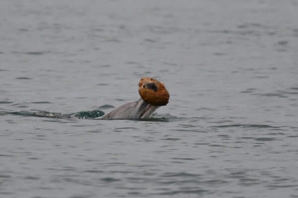 dolphin shell