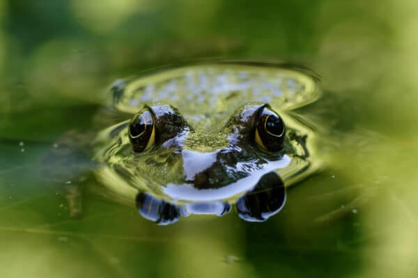 iStock @mauribo