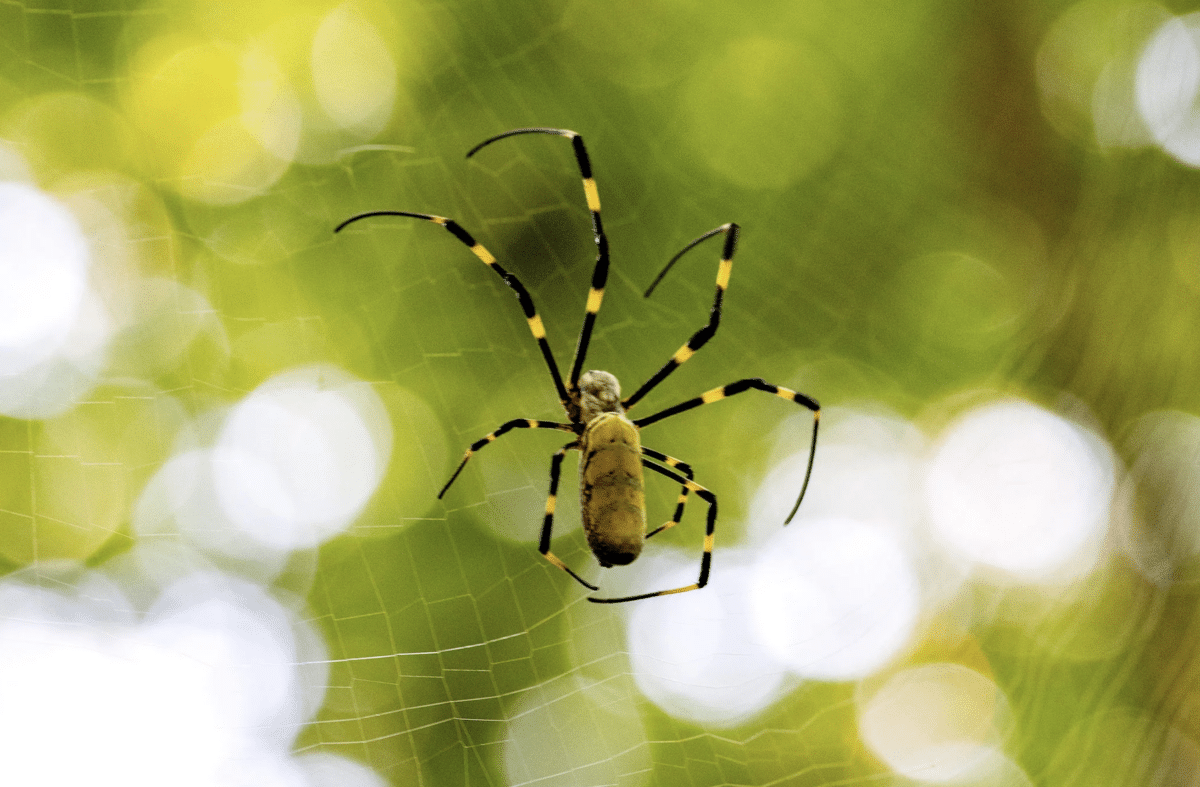 joro spider