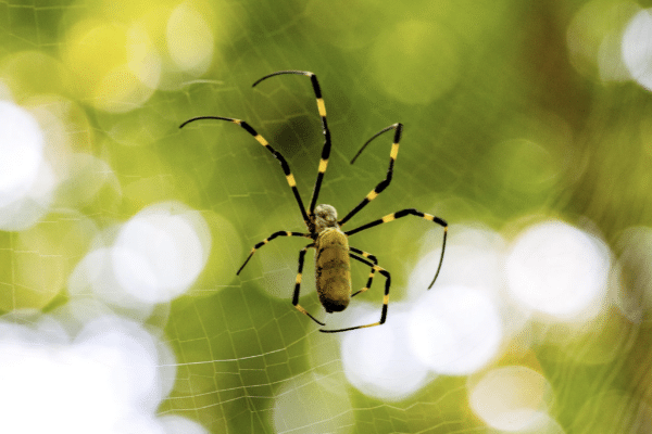 joro spider