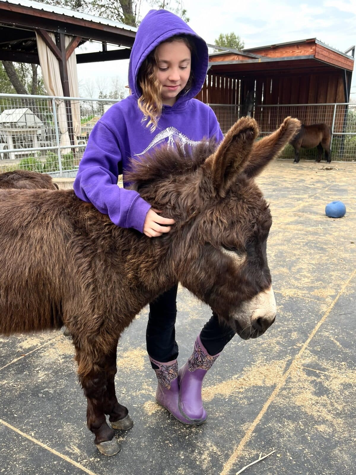 mini horses