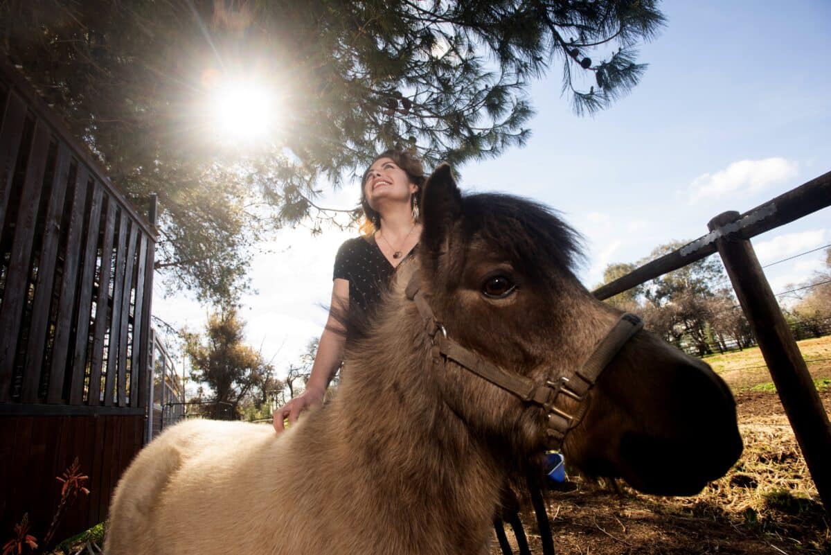 minihorses