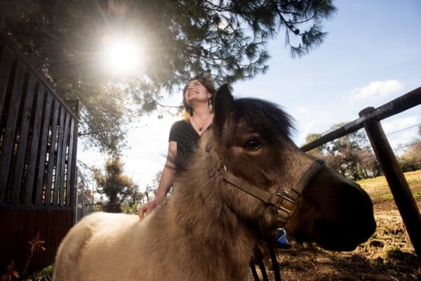 minihorses