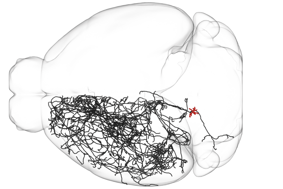 neuron