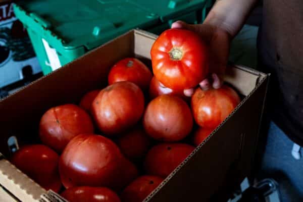 tomatoes