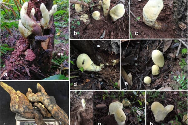 giant fungus