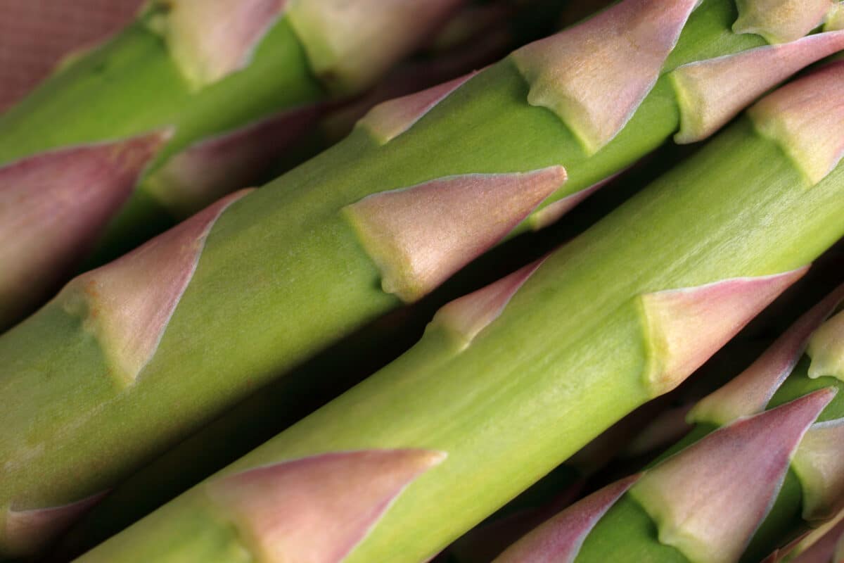 asparagus