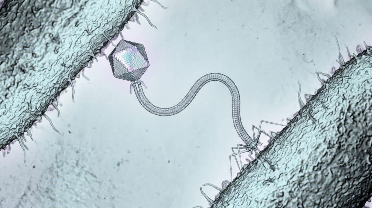Microscopic 3D illustration of a bacteriophage virus infecting a bacterium.