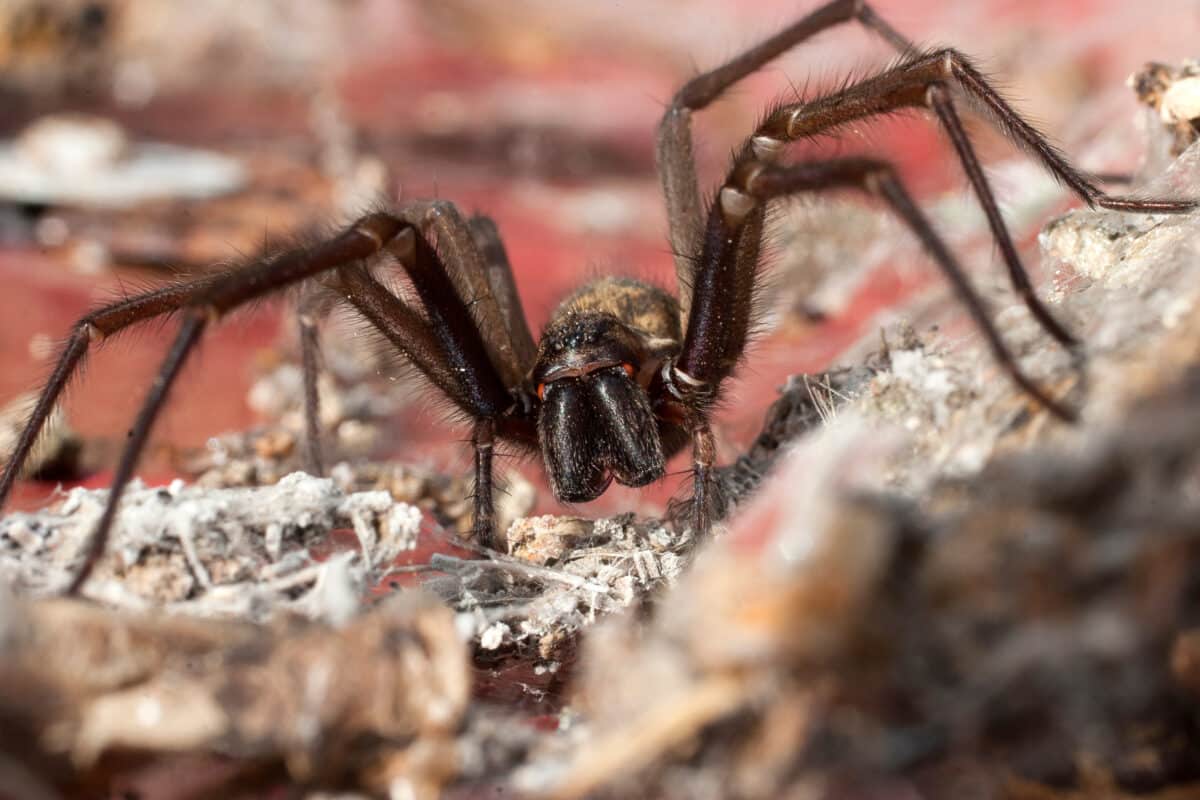 Close up of the domestic house spider.