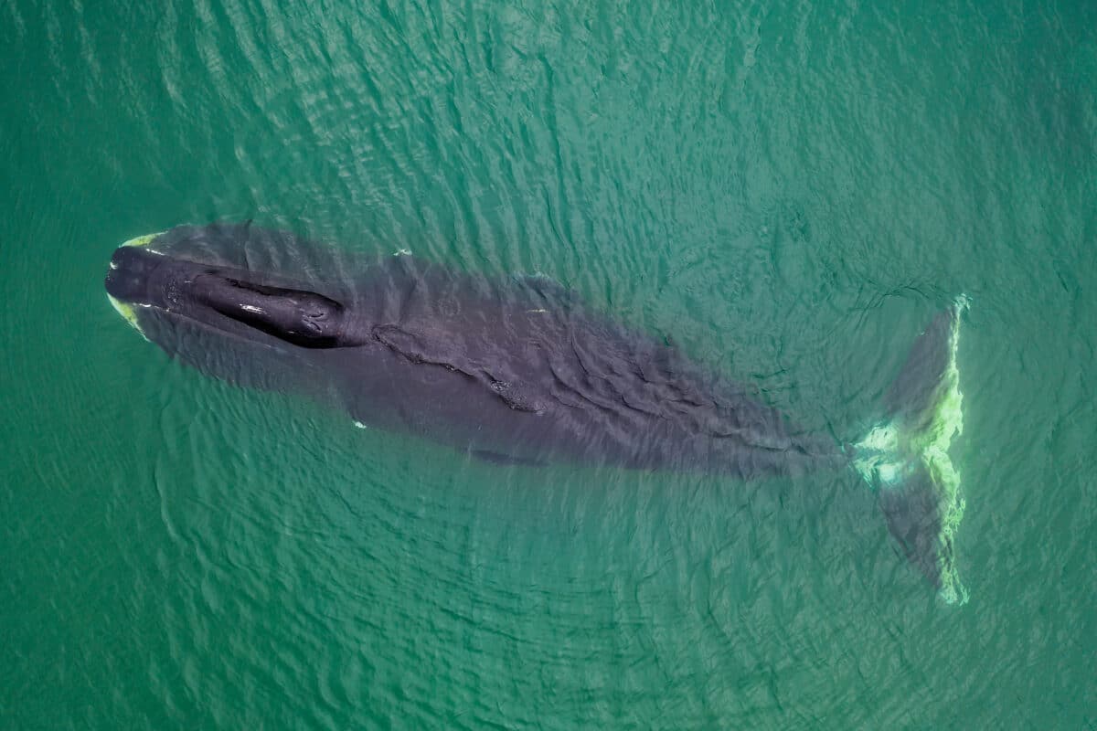 Bowhead whale, Balaena mysticetus, aerial view, Sea of Okhotsk, eastern Russia.