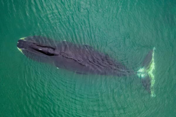 Bowhead whale, Balaena mysticetus, aerial view, Sea of Okhotsk, eastern Russia.