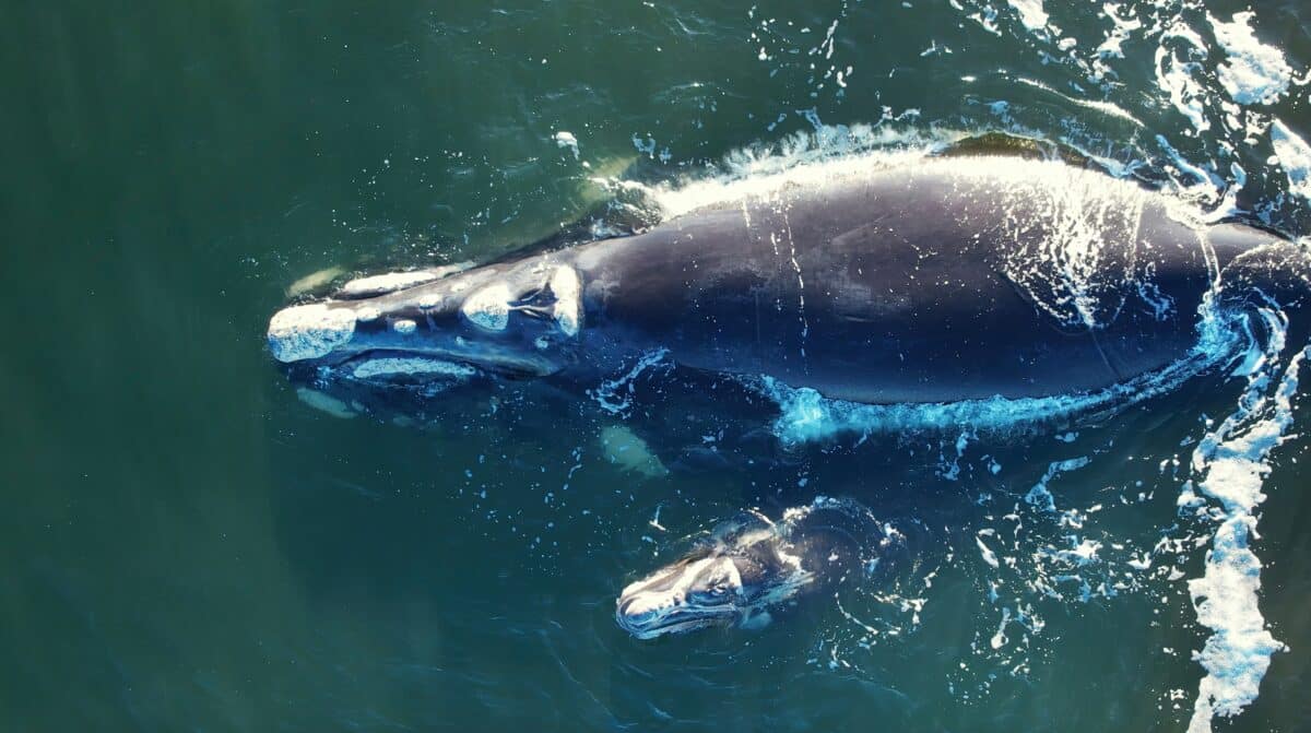 Bowhead whale family swimming together