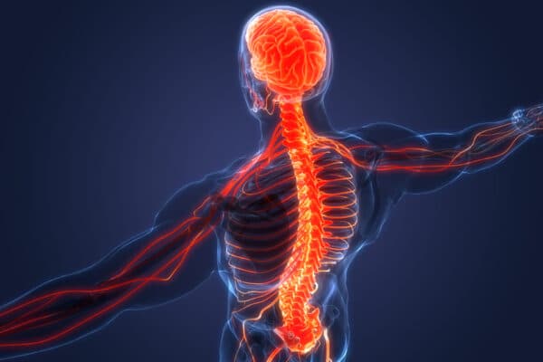 Human brain and spine diagram