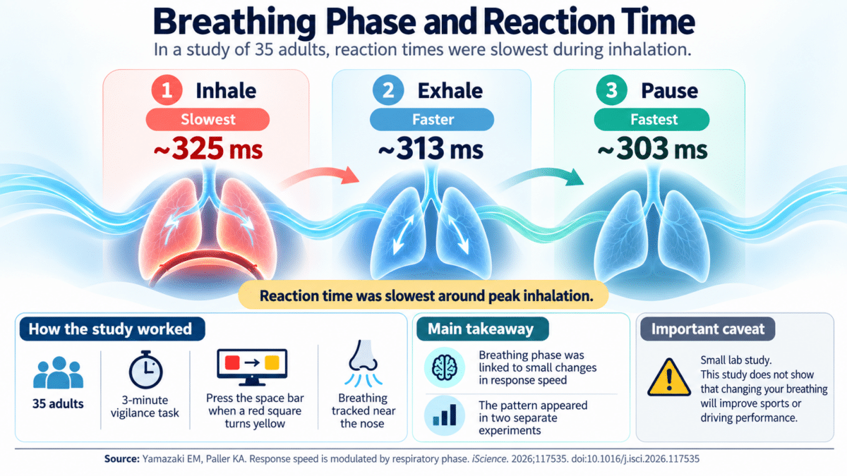 Breathing Phases and Reaction Time