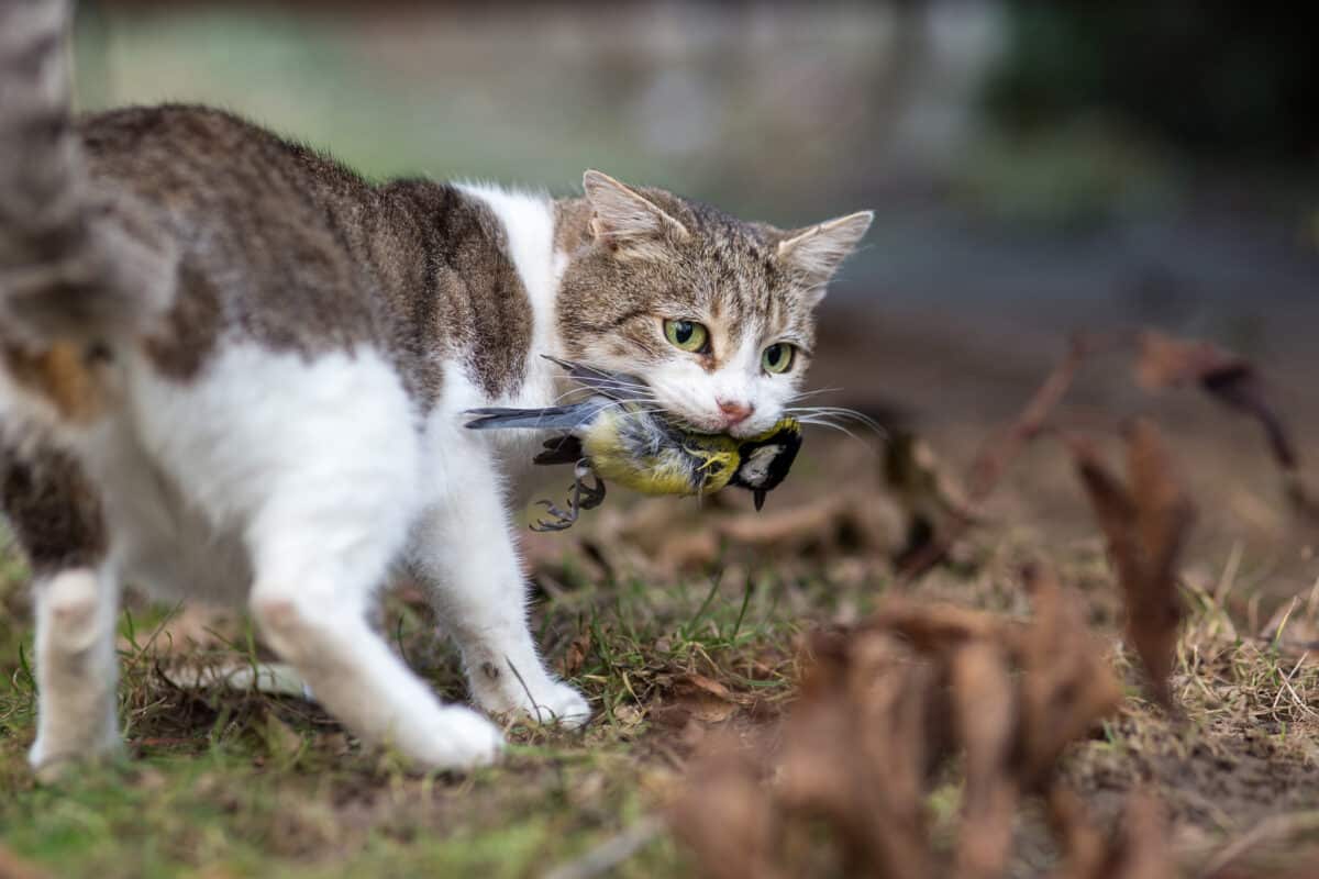 A cat holds a dead bird it caught while hunting