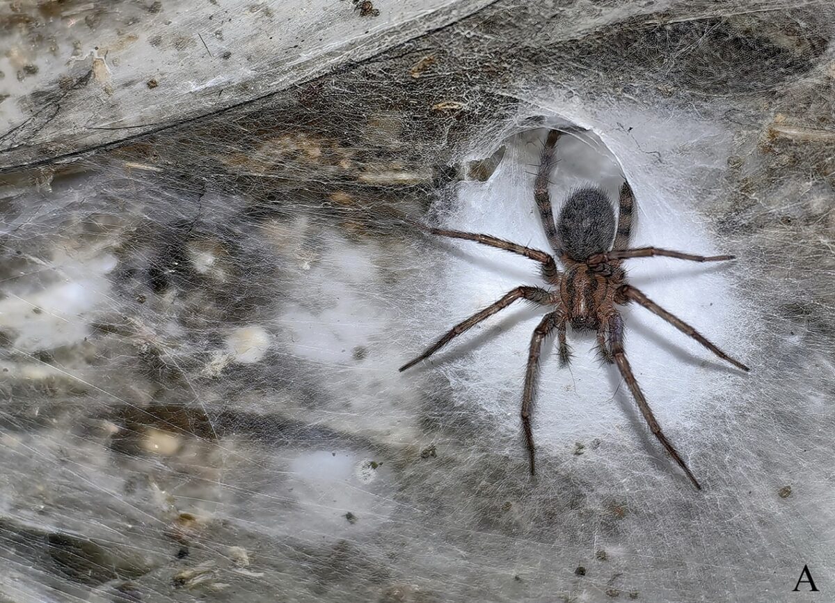 Cave spider web